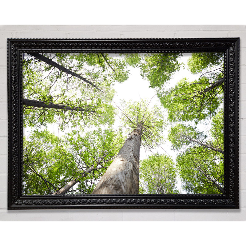 Up The Tree To The Skies - Single Picture Frame Print, 29.7cm H x 42cm W x 3cm D