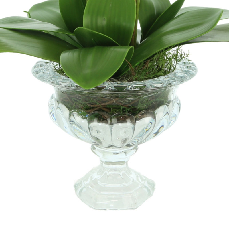 Orchid Floral Arrangement in Vase
