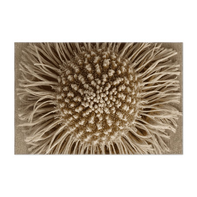 Tapis d'intérieur et d'extérieur brun Nature