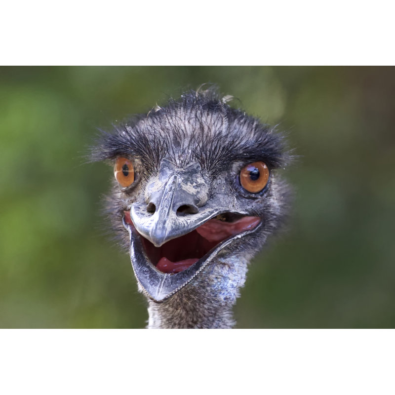 Funny Emu - Wrapped Canvas Print, 51cm H x 76cm W x 3.8cm D