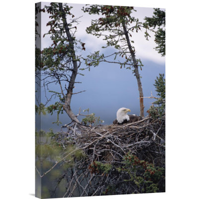 " Bald Eagle On Nest, Alaska "