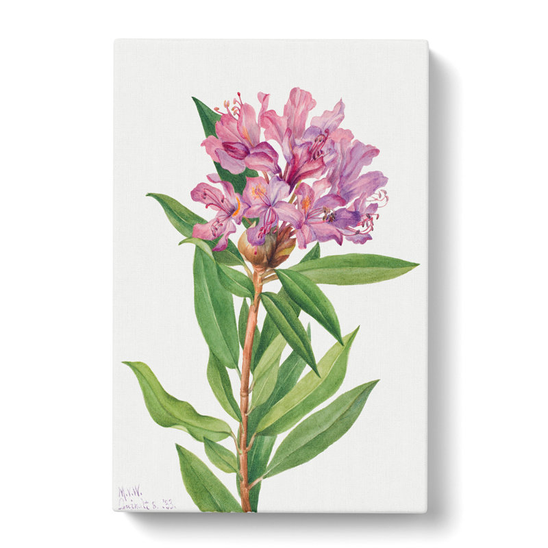 California Rose Bay by Mary Vaux Walcott - Wrapped Canvas Painting, 50cm H x 35cm W x 3cm D