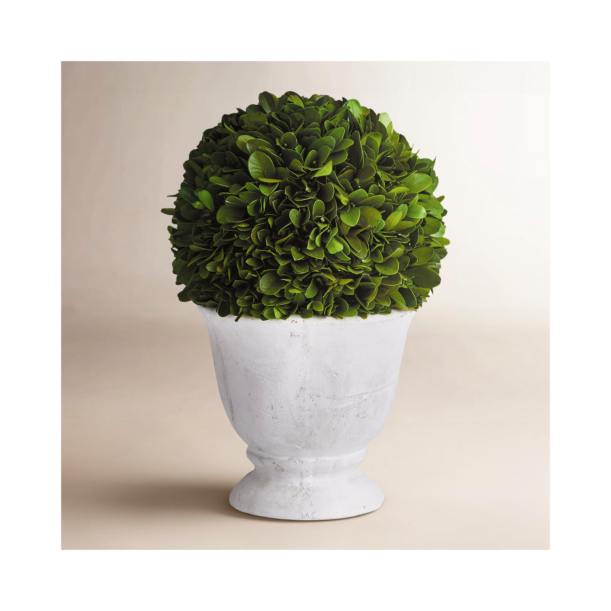 Alby Boxwood Ball Topiary In Pot Small, 9.5'' H X 6.25'' W X 6.25'' D