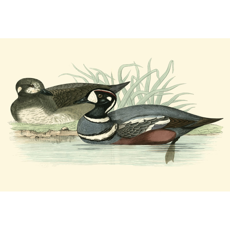 Morris Ducks IV by Morris - Wrapped Canvas Print, 30cm H x 46cm W