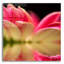 «Gerbera Daisy Reflection» par Pamela Plummer-311657916