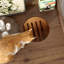 Enceinte de litière, meubles cachés pour litière pour chat