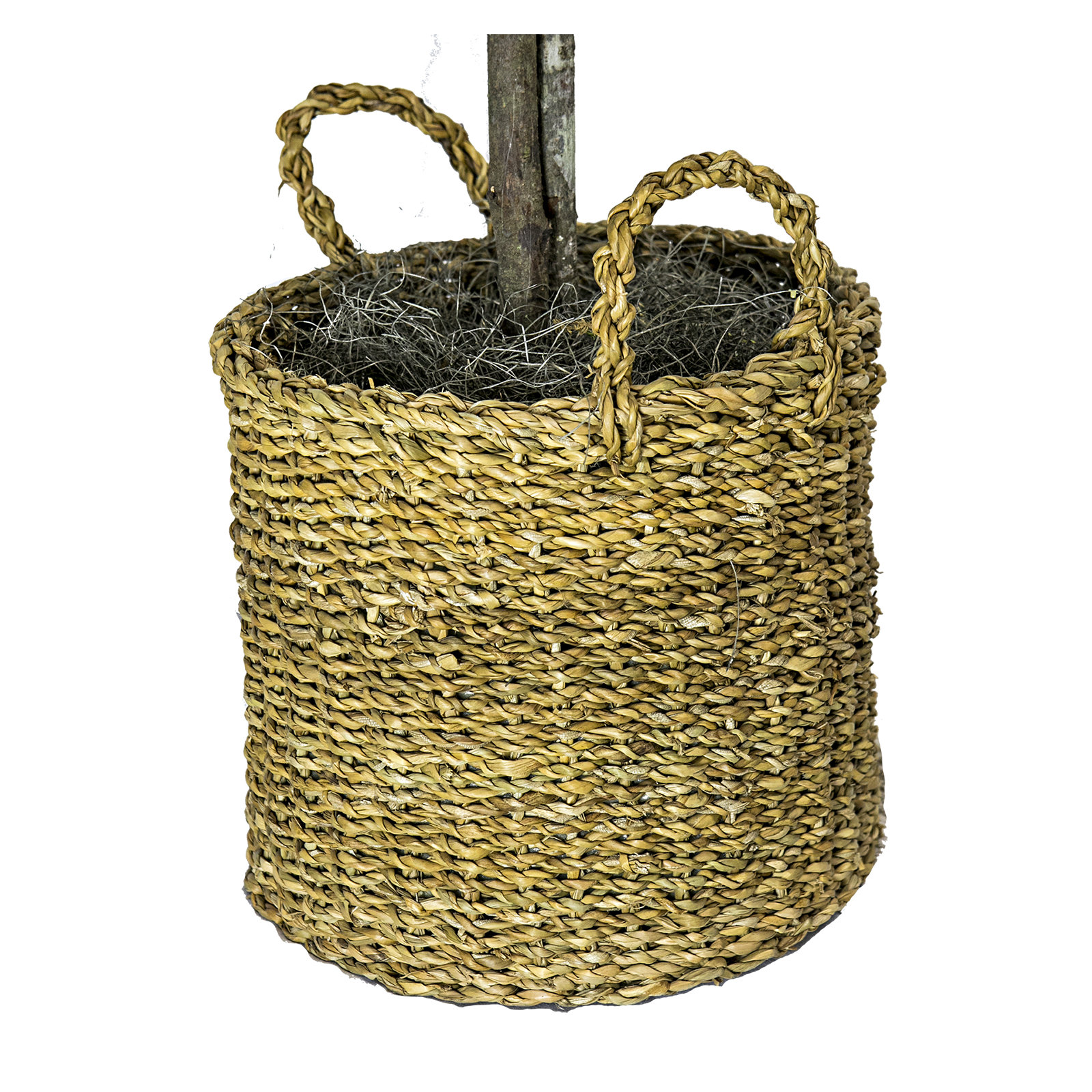 72" Artificial Ficus Tree in Basket