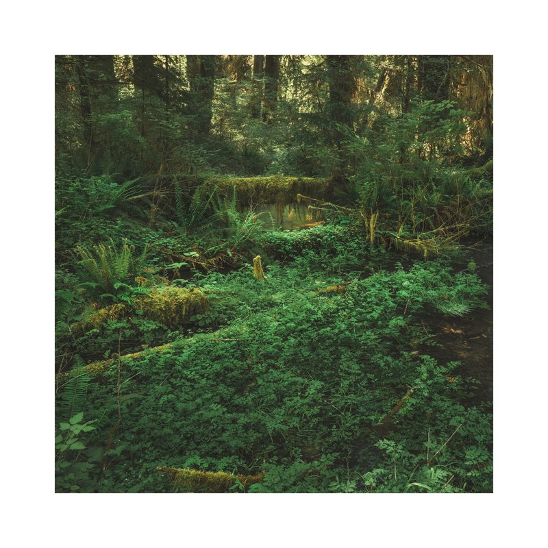 Olympic Rain Forest 1 Piece Wall Art on Canvas, 93.98cm H x 93.98cm W