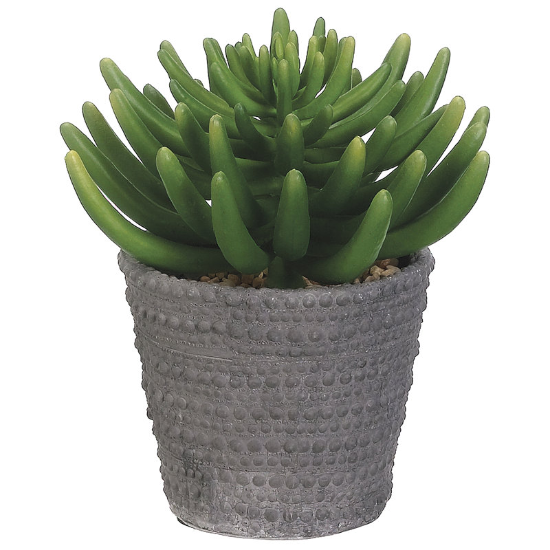 Plante à feuillage aeonium dans un pot de fleurs en ciment