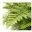 Anarah 75cm Faux Yucca Tree in Pot Liner