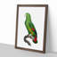 Black-Billed Amazon Parrot by F. Levaillant - Picture Frame Art Print-55512432-55512435