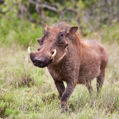 Un phacochère marchant dans le parc national Kruger par Palenque - Photographie sur toile tendue
