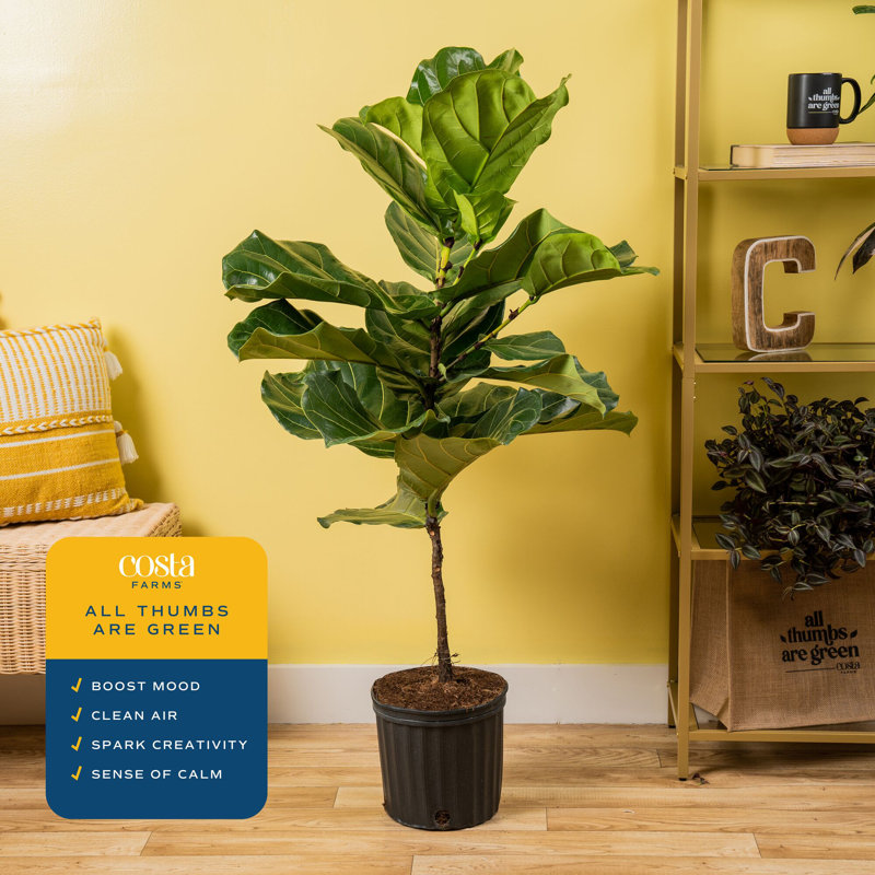 Fiddle Leaf Fig in Nursery Pot