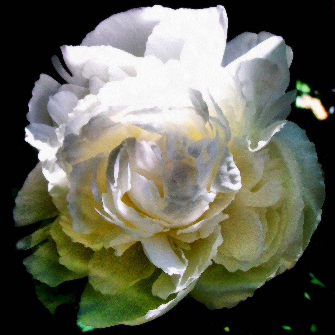 Leinwandbild Peony in Morning Sun von Michelle Calkins