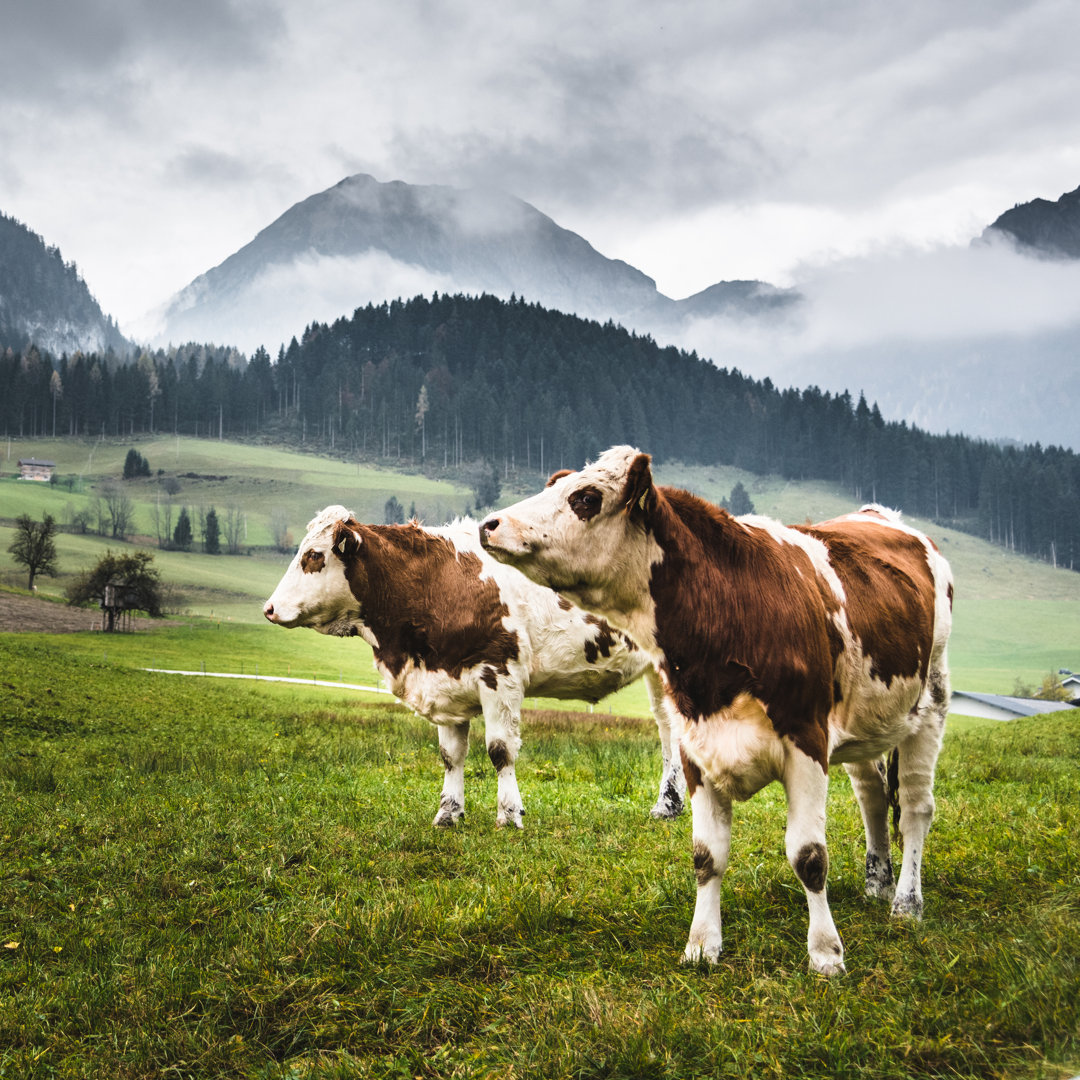 Wilde Kühe in den Alpen