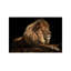 Golden Lion by David Stribbling - Wrapped Canvas Print-1399620186