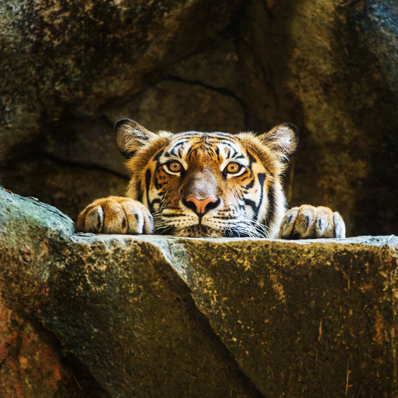 Tiger by Subinpumsom - Wrapped Canvas Print, 122cm H x 122cm W 