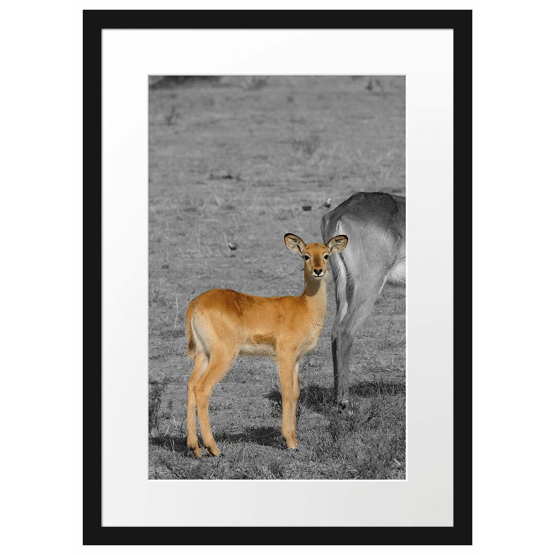 Gerahmtes Poster Indische Gazelle mit Jungtier