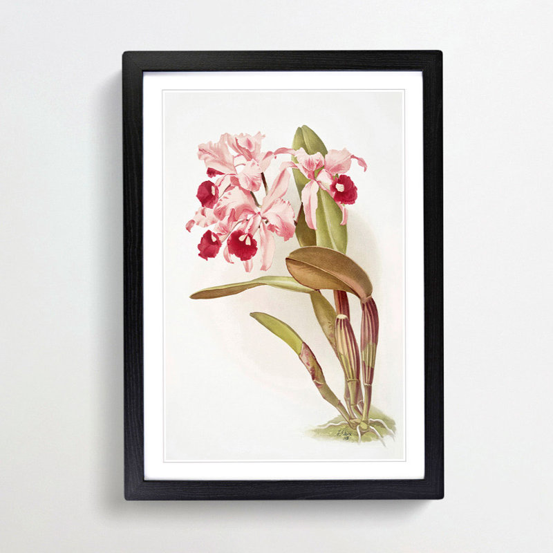 Magnolia Flowers Illustration Tab. 12 by Frederick Sander - Picture Frame Painting Print, 76cm H x 50cm W x 2cm D, Black