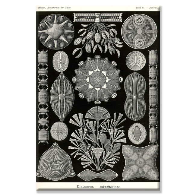 Diatoms, impression sur toile, H 36 po x l 24 po