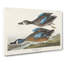 Blue-Winged Teal Ducks by John Audubon - Wrapped Canvas-55304533