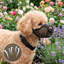 Museau respirant en maille pour chien, noir-131214291