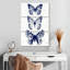Étude de papillon indigo Brampt-108664047
