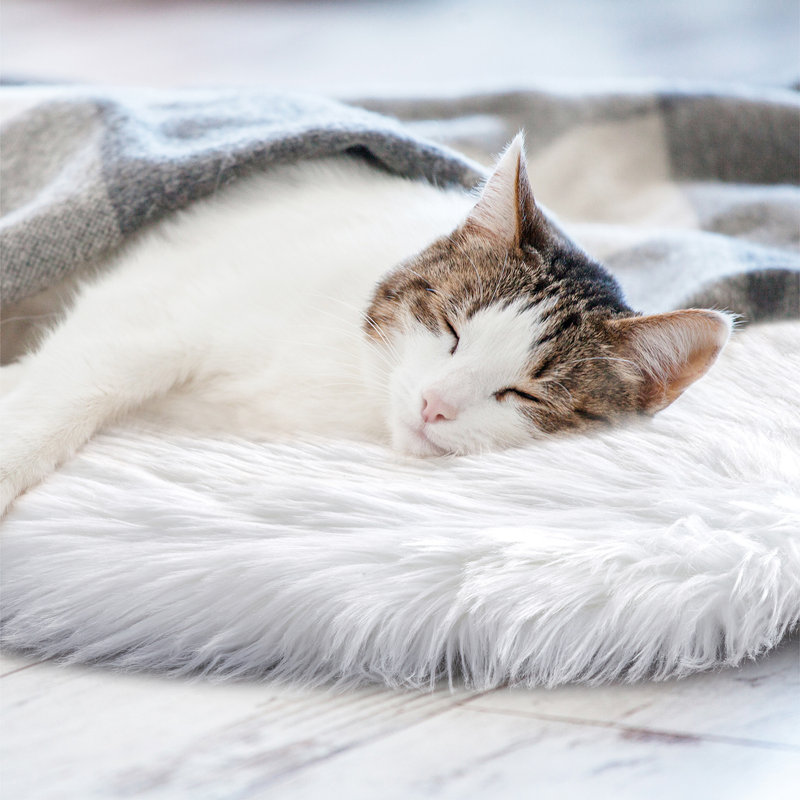 Tapis blanc à poils longs Haja Fluffy, Ovale 2 pi x 3 pi