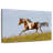 Free Appaloosa Horse