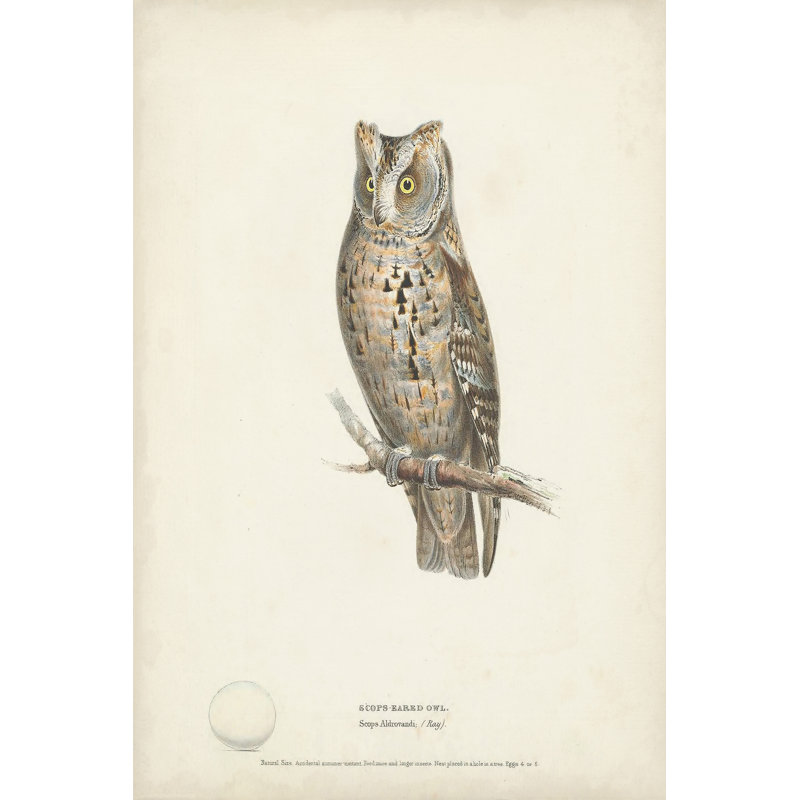 Scops - Eared Owl by H. L. Meyer - Painting, 122 cm H x 81 cm W, Wrapped Canvas
