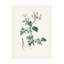 «John Stephenson and Poison Parsley», art médical sur toile-103100707