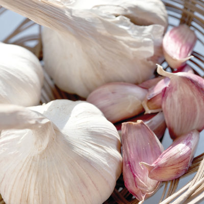 Van Zyverden Garlic Rocambole Spanis Roja Set of 3 Bulbs