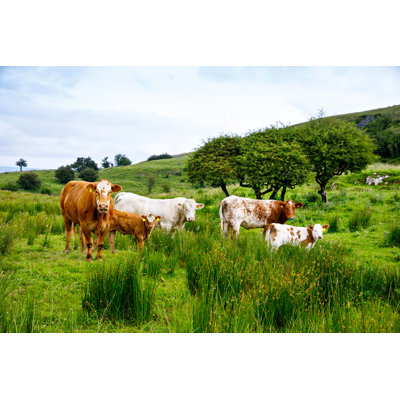 Columbiaville Green Island with Cows 1 Piece Wrapped Canvas Wall Art