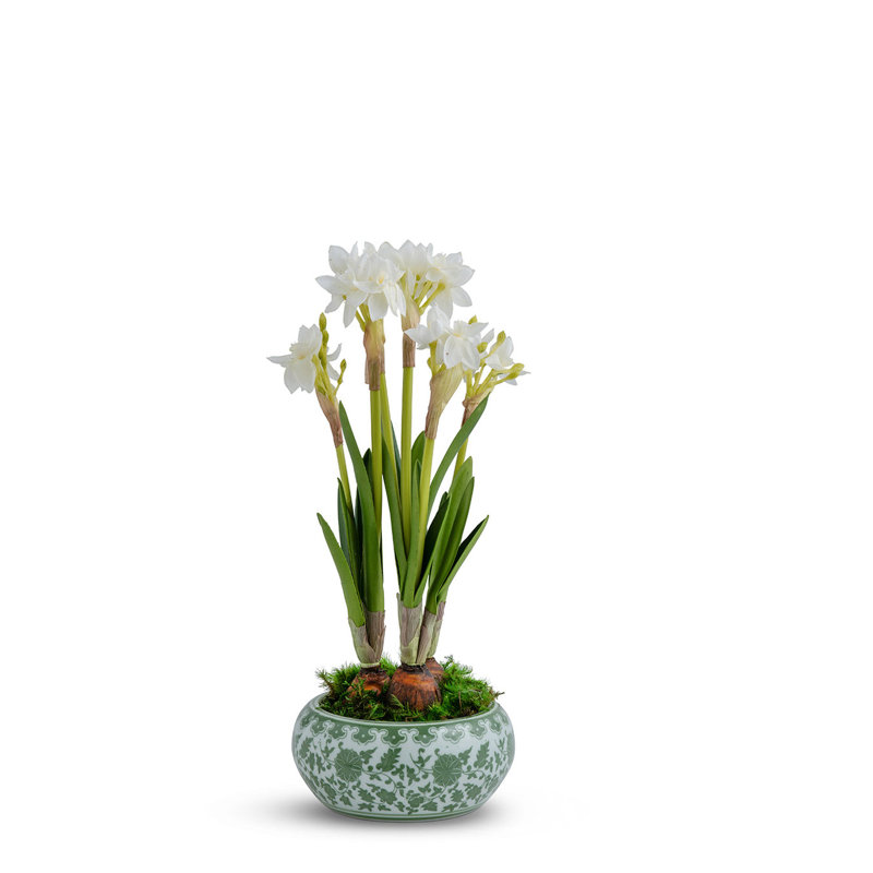 PAPERWHITES IN GREEN ORENTIAL