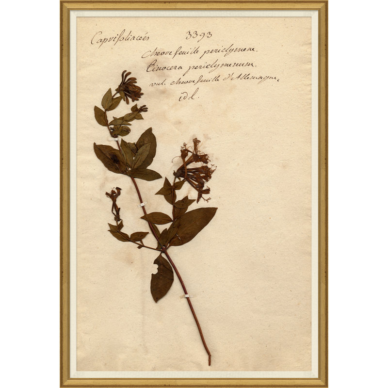 Herbarium 5 Giclee Print