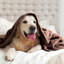 Plush Mink Fleece Blanket – Ultra-Soft, Lightweight Throw For All Seasons-113714326-113714322