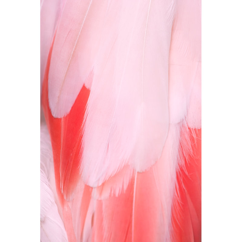 Plumes de flamant rose par Dkart, H 12 po x l 8 po