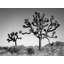 Joshua Landscape Print by Christopher Kennedy