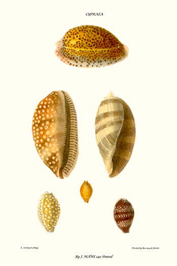 Coquillages cowrie-impression d’art graphique, H 36 po x l 24 po x P 1,5 po