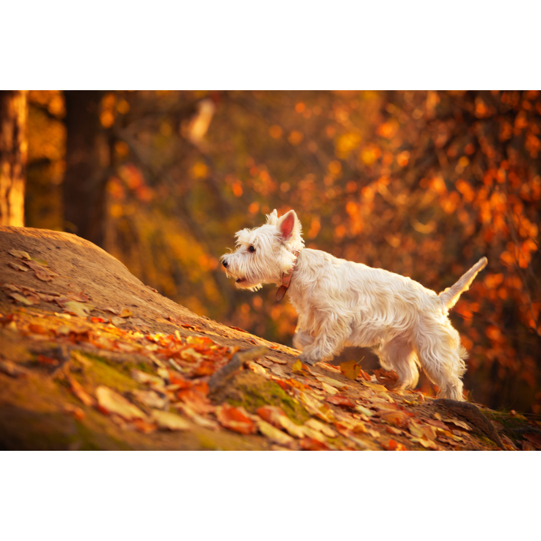 Autumn Westie von Salima Senyavskaya - Druck auf Leinwand ohne Rahmen