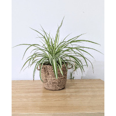 Natural Fibers Indoor Pot Planter