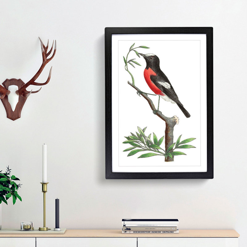 Red-Bellied Flycatcher Bird by George Shaw - Framed Print, Black Framed, 48cm H x 36cm W x 2cm D