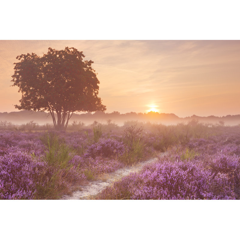 Fog Over Blooming Heather Near Hilversum by Sara_winter - Print, 80cm H x 120cm W