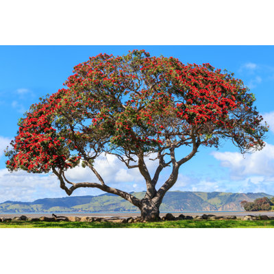 Pohutukawa Tree - Photographie sur toile tendue