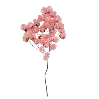 Preserved Cara Blossom Arrangement