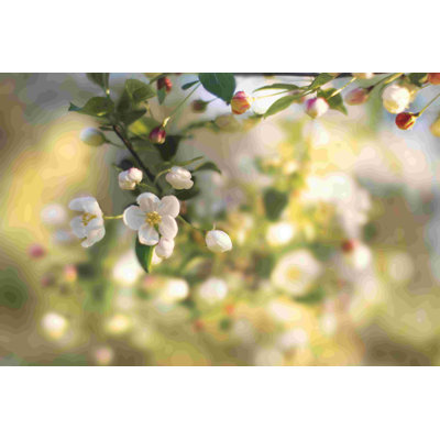 Blush Blossoms I