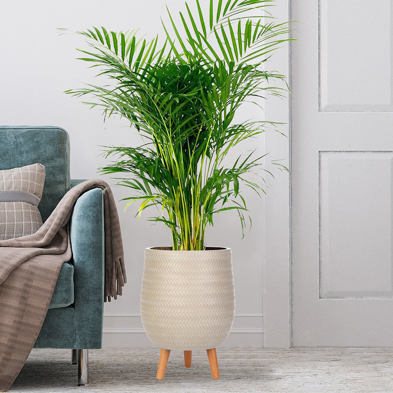 Idealist Plaited Style Egg Planter With Legs, Round Indoor Plant Pot Stand For Indoor Plants, Beige, 43cm H x 32cm W x 32cm D