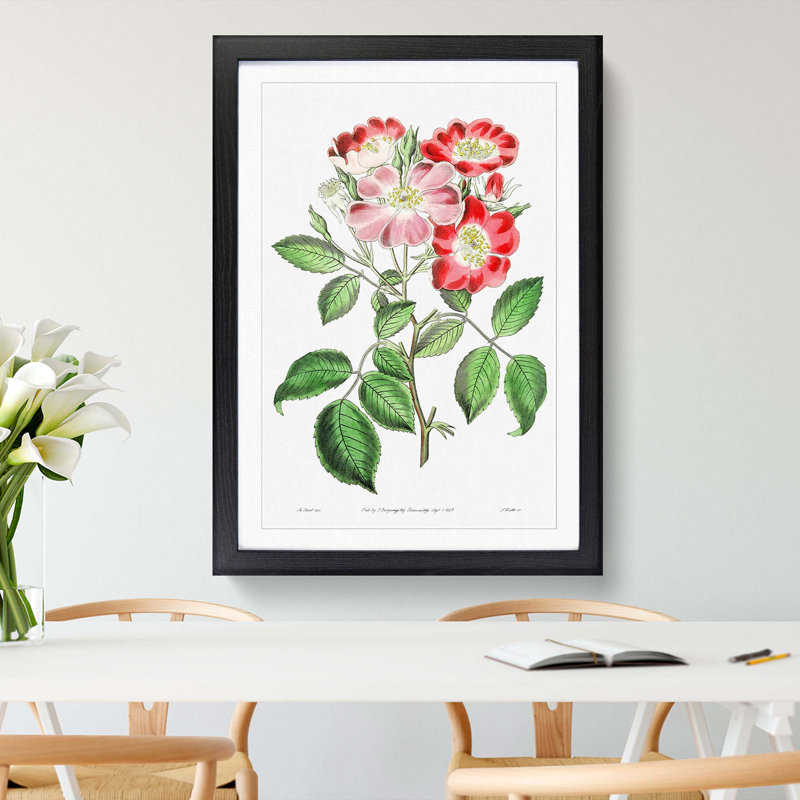 Pink Rose Clare Flowers - Framed Print, 36cm H x 27cm W x 2cm D, Black Framed