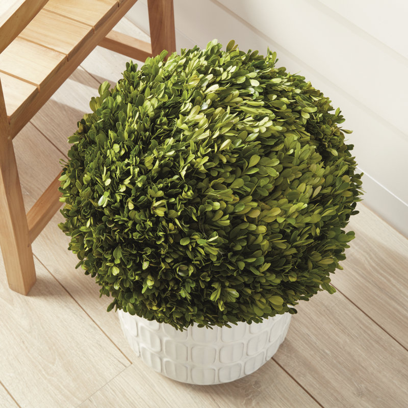 Preserved Greens Topiary, Hedge Plant in, 8" H x 8" W x 8" D