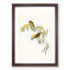 Plumed Honeyeaters by Elizabeth Gould - Picture Frame Painting Print-55602310-55602308